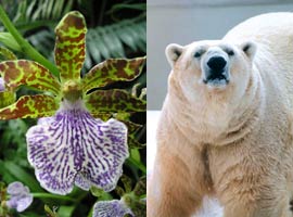 orchid/bear